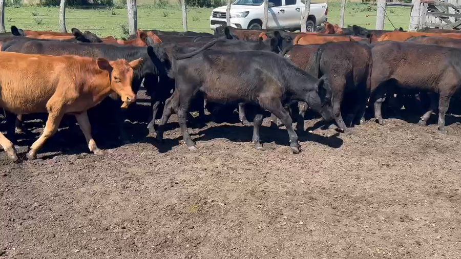 Lote 60 Terneros en Villaguay, Entre Ríos