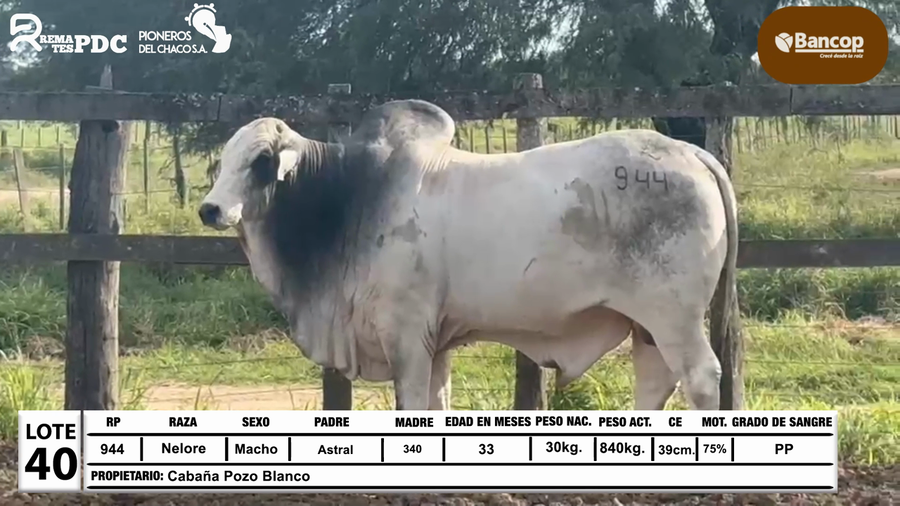 Lote Lote 40