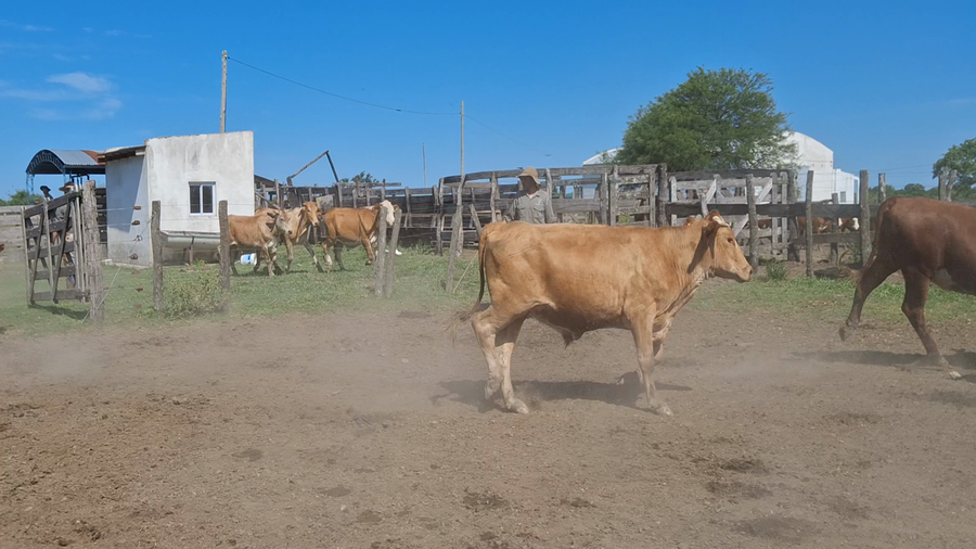 Lote 65 Novillitos
