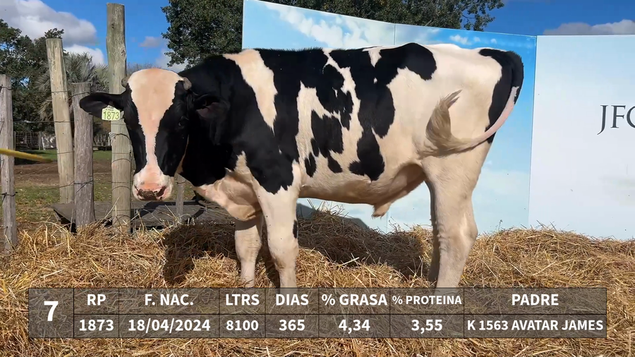 Lote LOTE 7 - RP 1873 - K 1563 AVATAR JAMES x KAROLINE 1568 UNIX EXERCISE