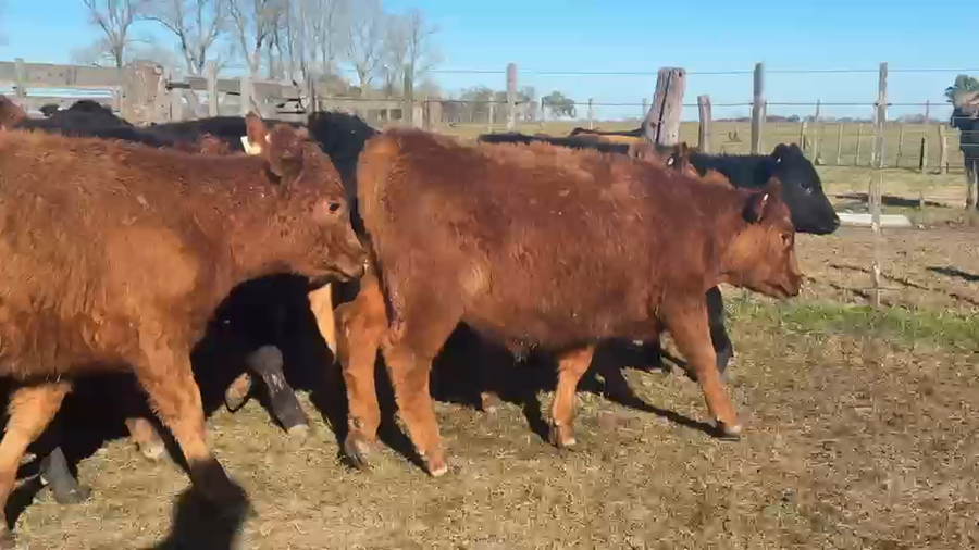 Lote 45 Terneros