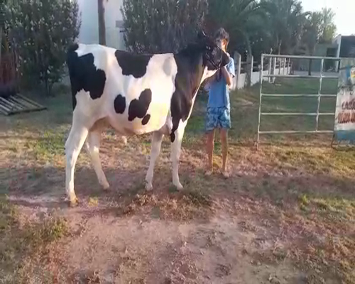 Lote Guiliano Toro Sultan