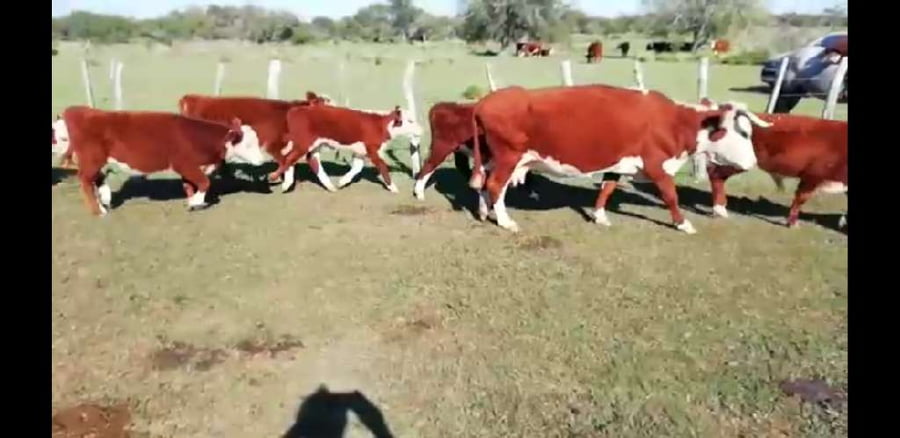 Lote 17 Vacas en Villaguay, Entre Ríos
