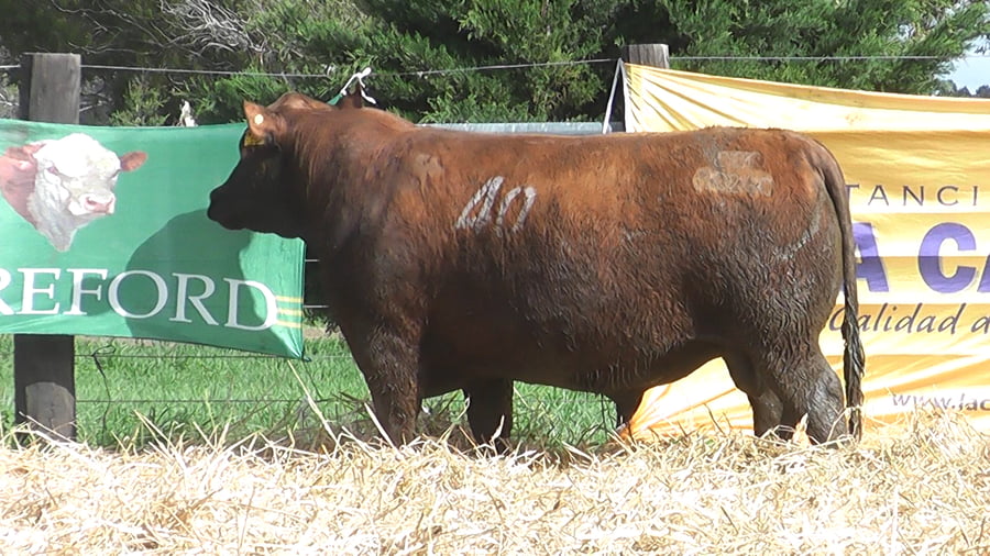 Lote TOROS ANGUS PUROS CONTROLADOS
