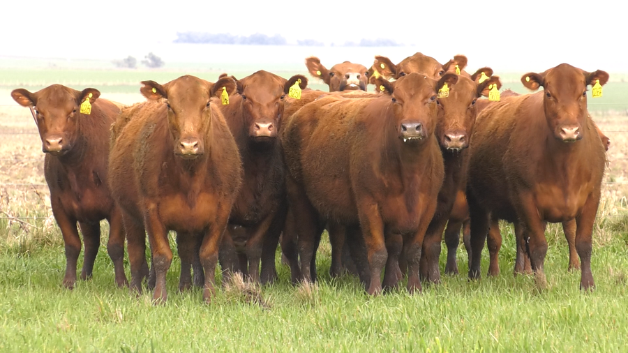 Lote VACAS ANGUS COLORADAS PURAS CONTROLADS C/GTÍA DE PREÑEZ