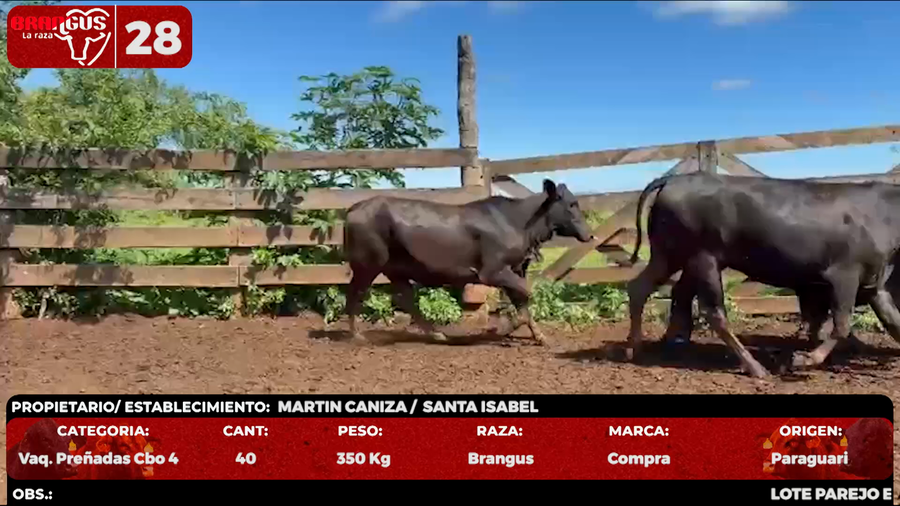 Lote LOTE 28 - POR PANTALLA