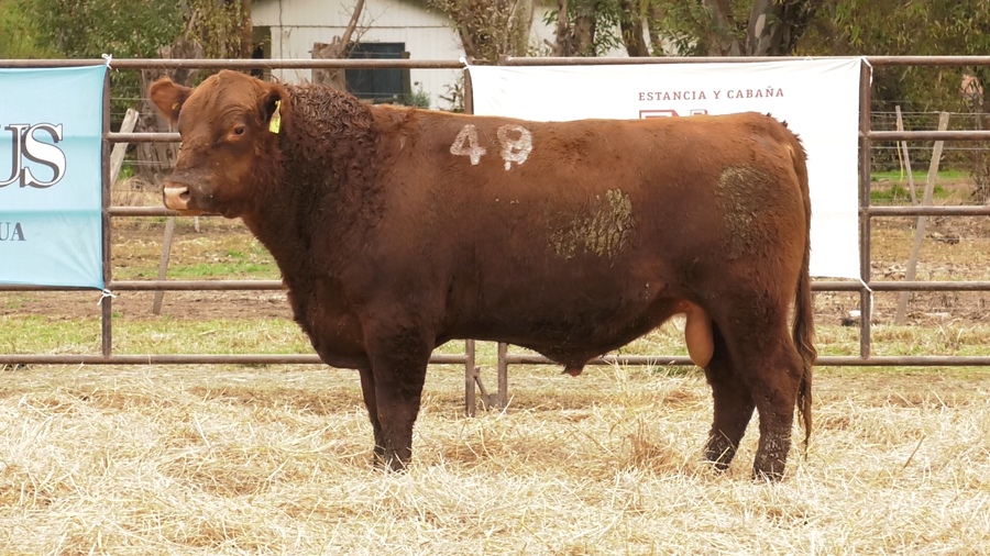 Lote TOROS ANGUS COLORADOS  PC
