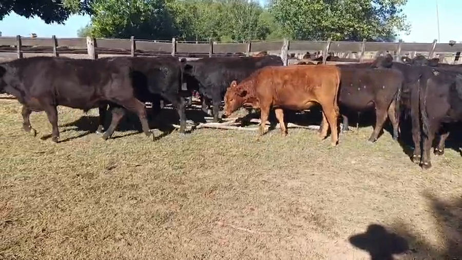Lote 28 Novillitos y vaquillonas en Buenos Aires, San Antonio de Areco