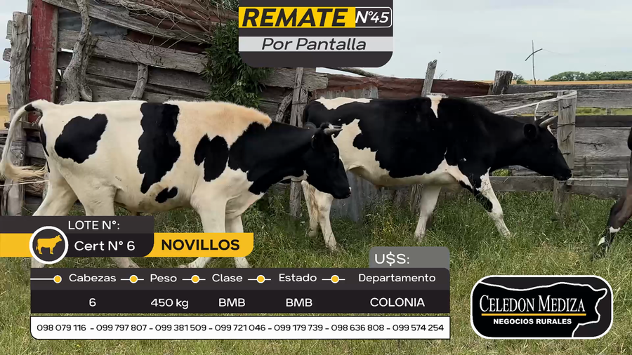 Lote 6 Novillos en Otra Localidad, Colonia