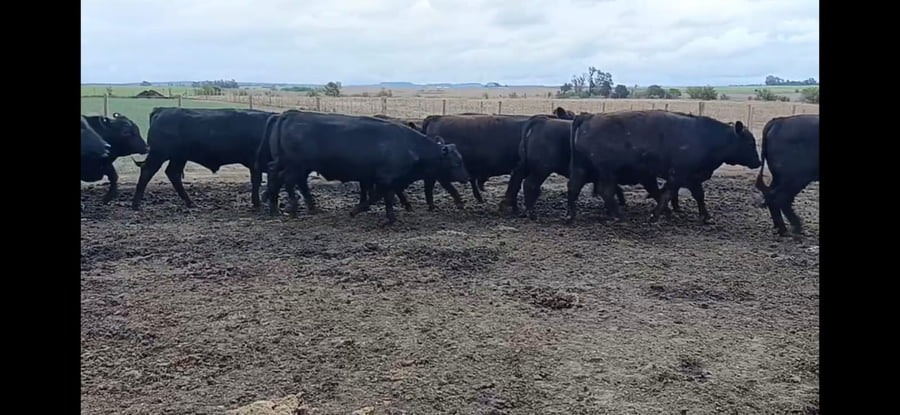 Lote 60 Novillos faena en Los Cóndores, Córdoba