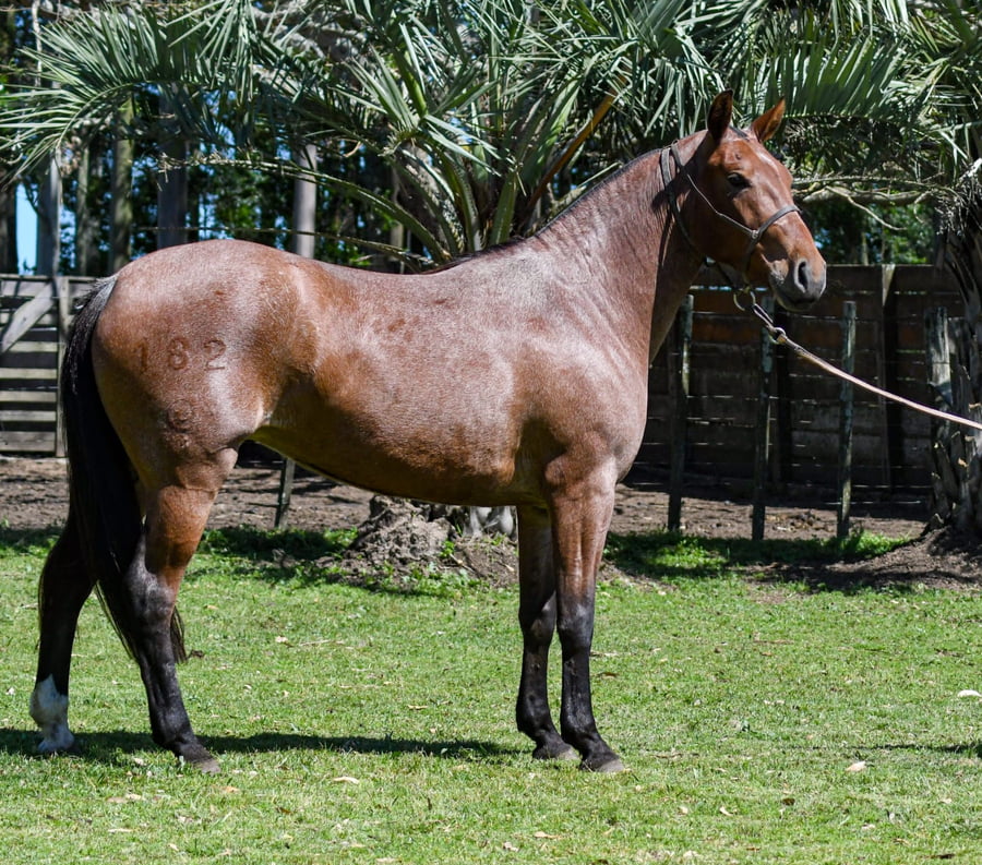 Lote Rescatada La Calavera