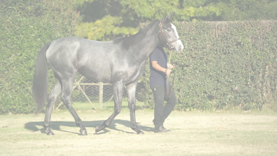 Lote SEA FRANKEL (GIDU -  SUNSHINE SEA)