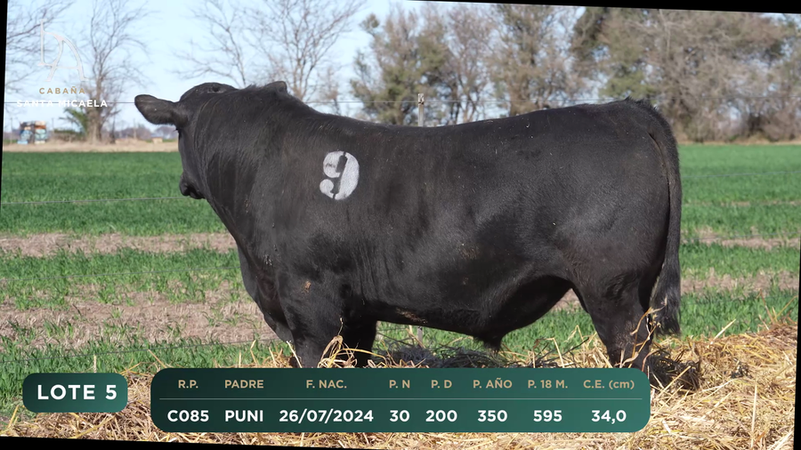 Lote TOROS PC a CAMPO con DEPs