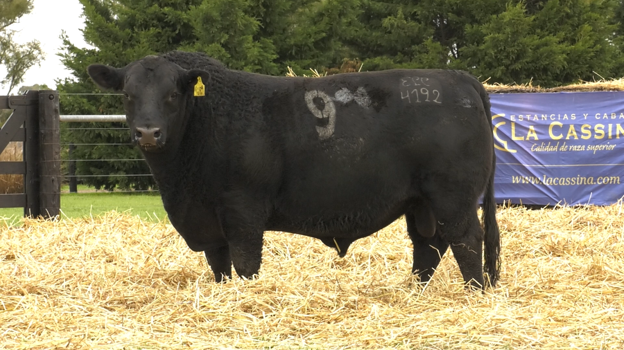 Lote TOROS ANGUS PURO CONTROLADO