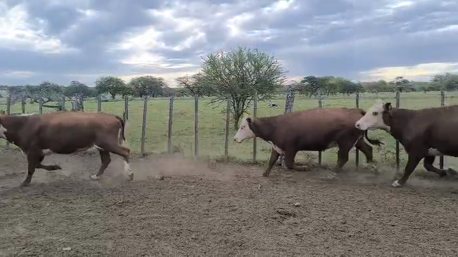 Lote 35 Vacas p/ invernar en Corrientes, Curuzú-Cuatiá