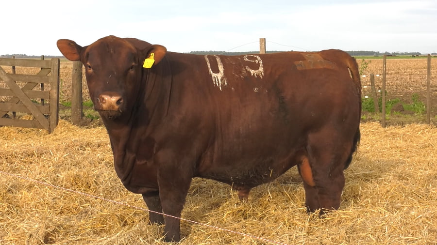 Lote Toros PC Colorados