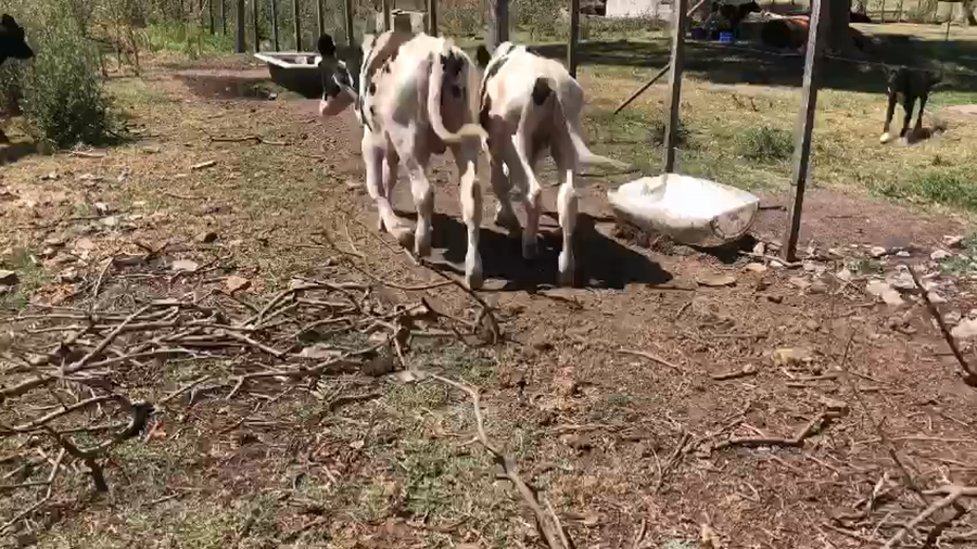 Lote 3 Novillos Holando a remate en Pantalla Camy 160kg -  en Ruta 1 Km 85