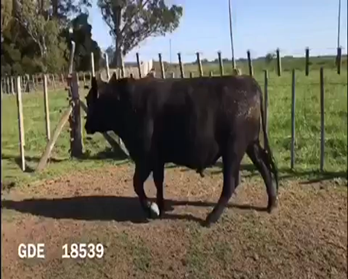 Lote 1 Toros en Punta Indio, Buenos Aires