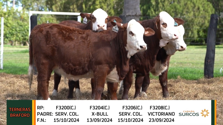 Lote TERNERAS BRAFORD