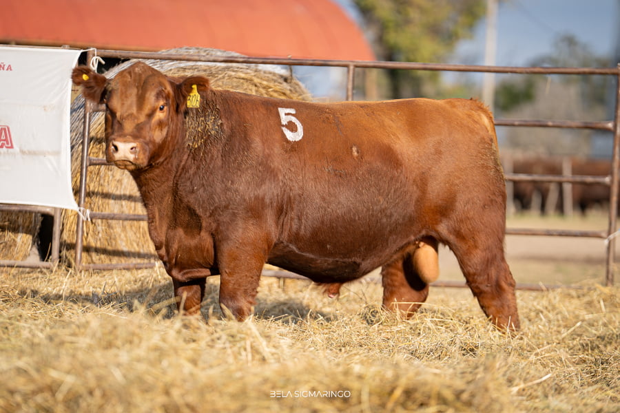 Lote TOROS ANGUS COLORADOS  PC