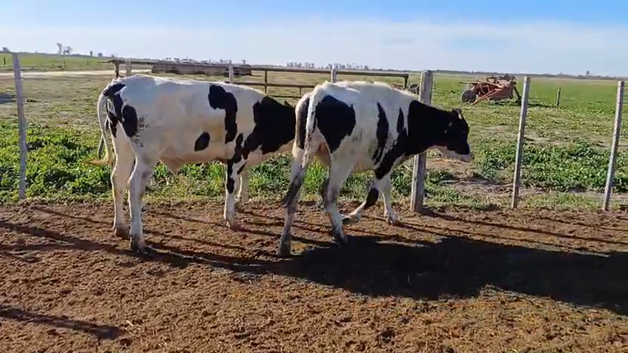 Lote 5 Novillitos Holando Argentino en Sunchales, Santa Fe