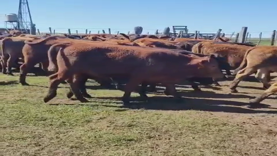 Lote 70 Terneros