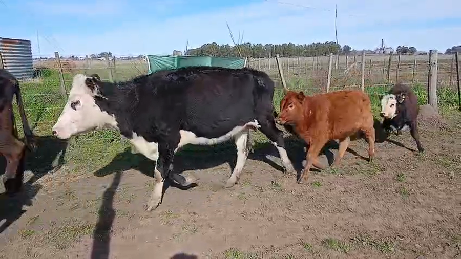 Lote 32 Vacas CUT PÑ en Benito Juárez