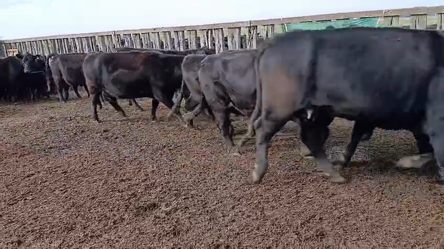 Lote 250 Vacas Nuevas C/ Cría en Urdampilleta
