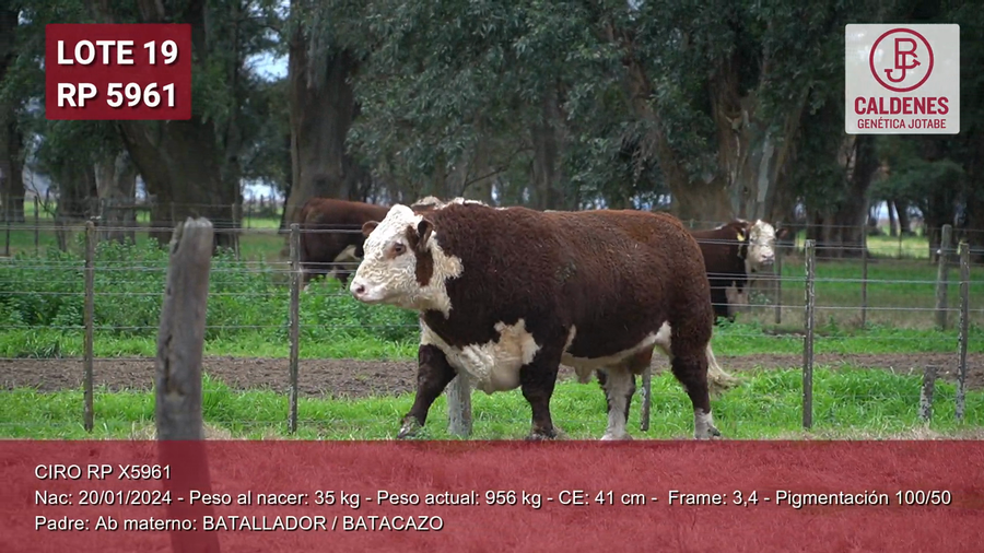 Lote Toro PP