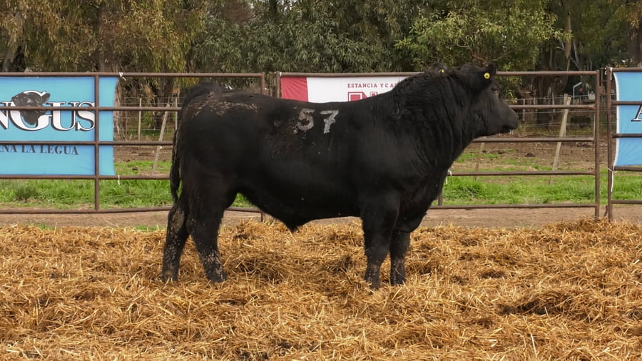 Lote TOROS ANGUS NEGROS PC