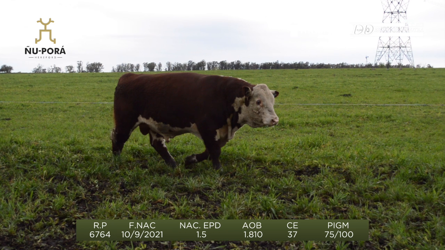 Lote Toros a remate en Remate anual Ñu Porá 2023, Paysandú