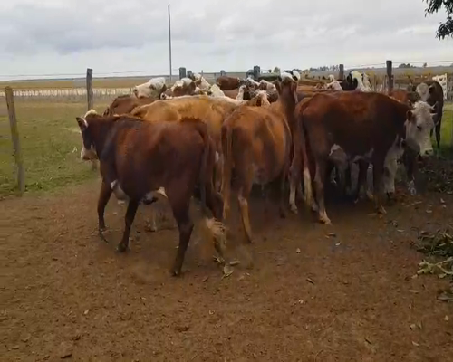 Lote 33 Vacas CUT  en Esquina, Corrientes