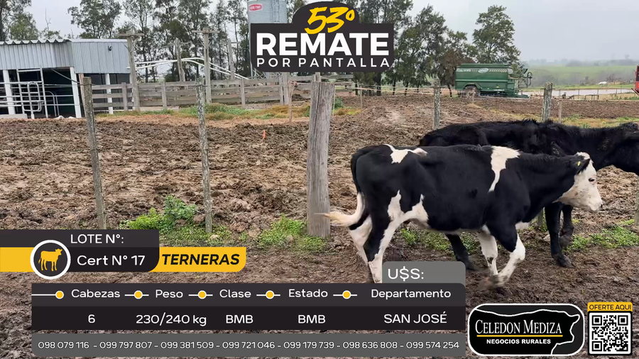 Lote 6 Terneras en Carreta Quemada, San José