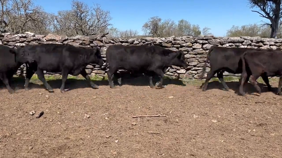 Lote Vacas de Invernada
