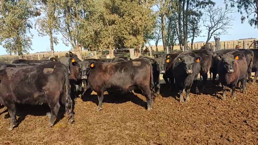 Lote Vaquillonas PC  "Udalem" de Eduardo Alem