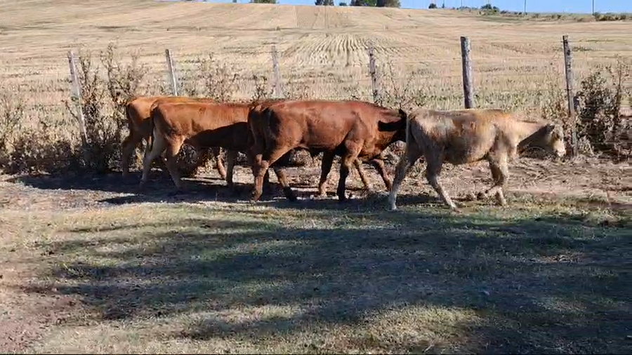 Lote TERNEROS