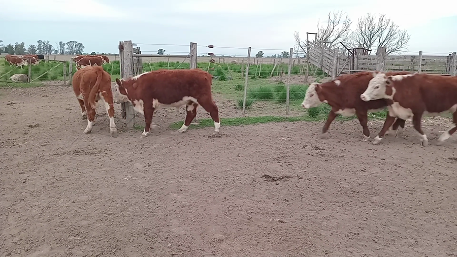 Lote 19 Novillitos Hereford en Videla, Santa Fe