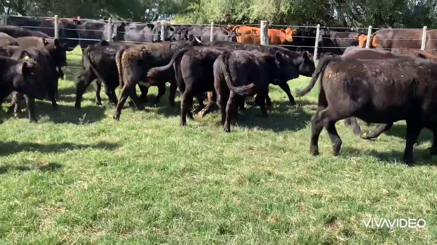 Lote 85 Terneros en Dolores, Buenos Aires