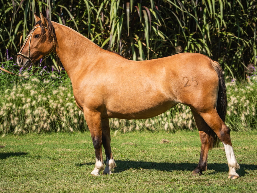 Lote Reconquista Centella