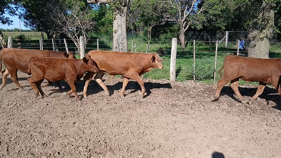 Lote 52 Terneros/as Cruza en Sunchales, Santa Fe