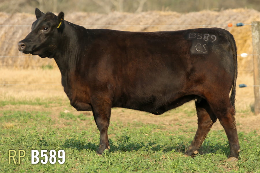 Lote 3 VAQUILLONAS PREÑADAS PURAS DE PEDIGREE