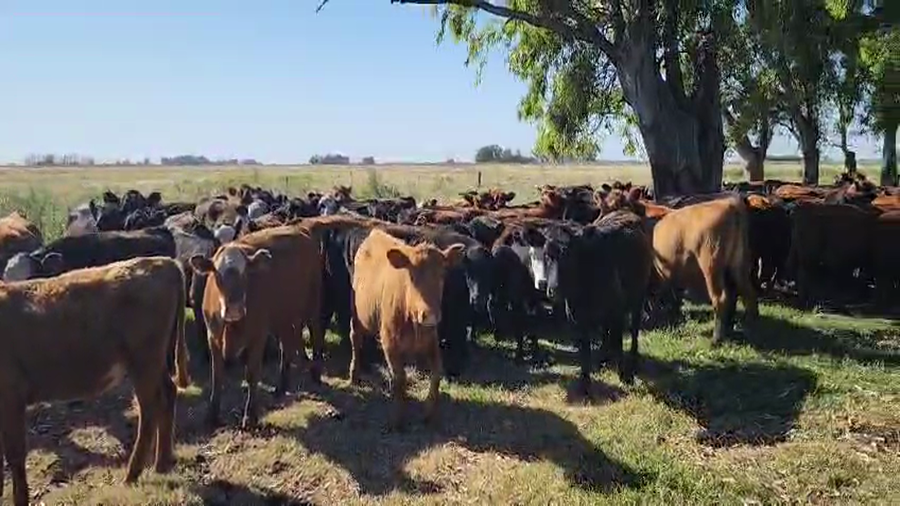 Lote 93 Novillitos y Vaquillonas. en Carlos Casares
