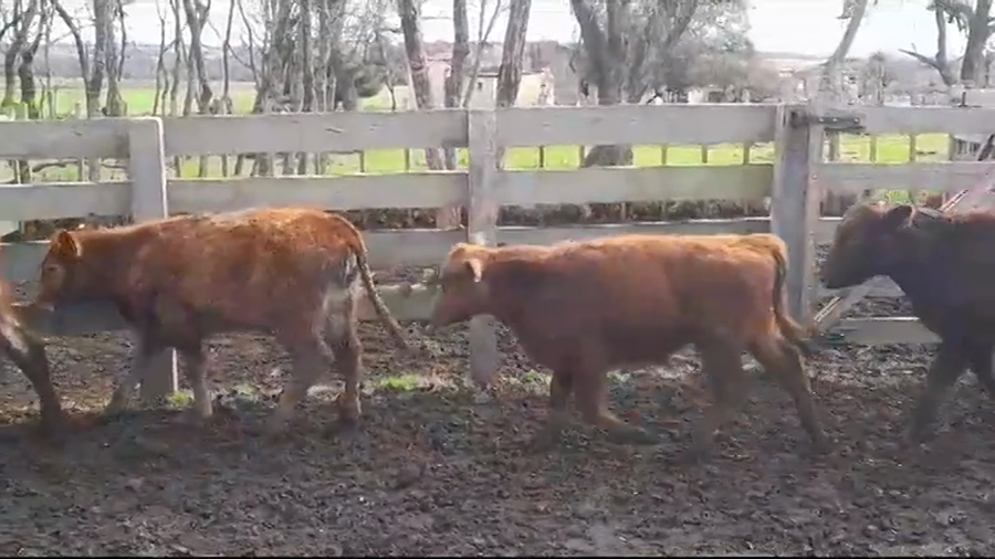Lote TERNEROS