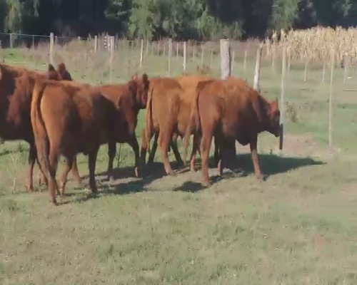 Lote 6 Novillitos en Buenos Aires, Daireaux