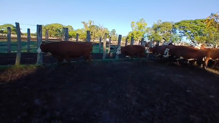 Lote 76 Vacas de invernar