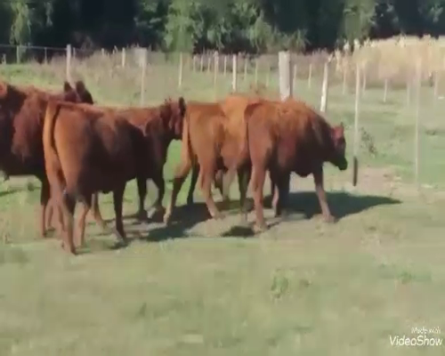 Lote 6 Novillitos en Buenos Aires, Daireaux