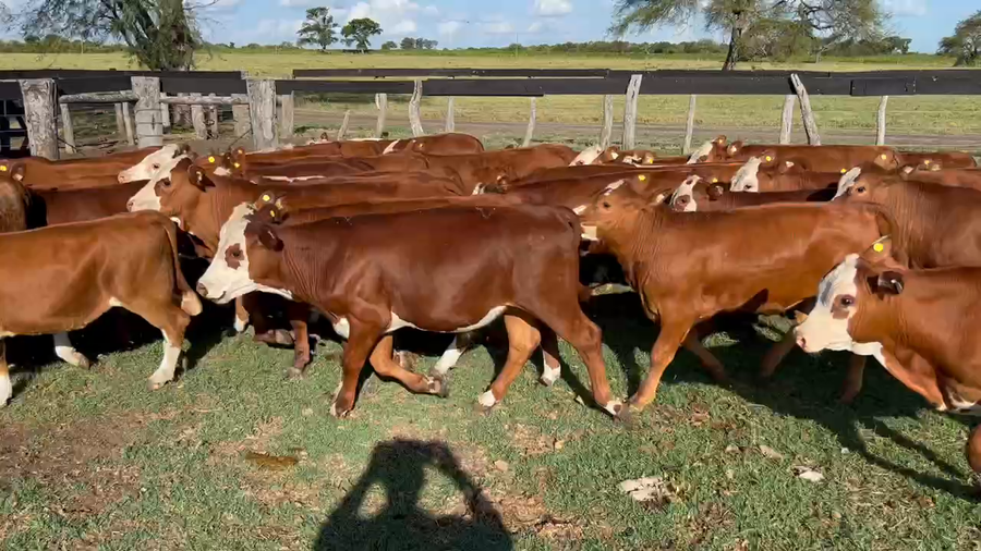 Lote 50 Terneros/as en Durazno, Entre Ríos