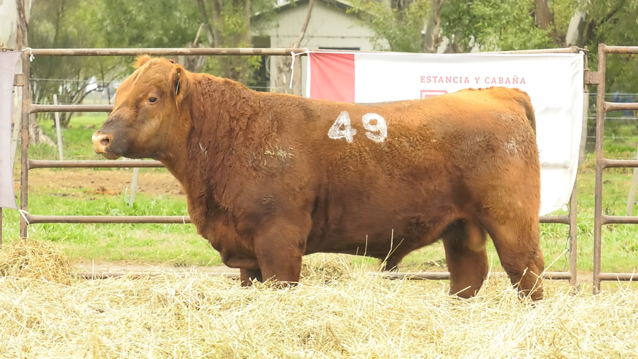 Lote TOROS ANGUS COLORADOS  PC