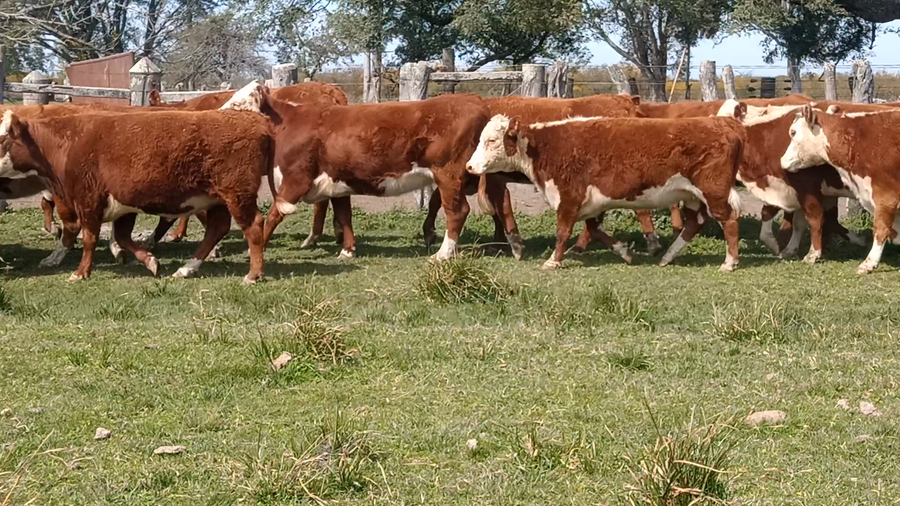 Lote 34 Vaquillonas en Corrientes, Curuzu Cuatia