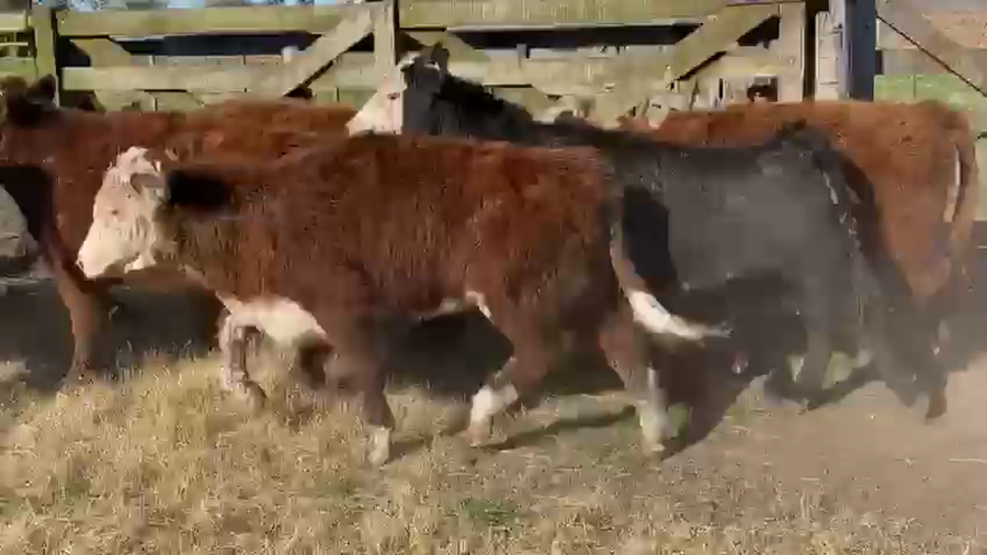 Lote 130 Vaquillonas